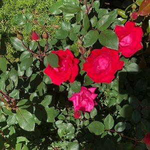 Meet your Posher, Alaya